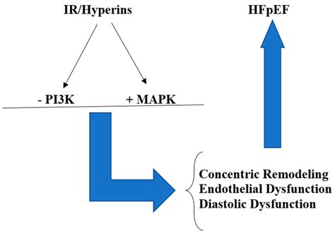 Biomedicines Free Full Text Insulin Resistance Hyperinsulinemia Neglected Risk Factor For