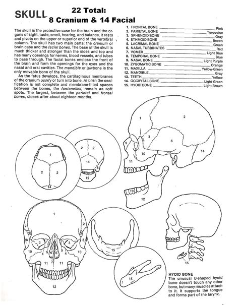 Axial Skeleton Coloring Worksheet