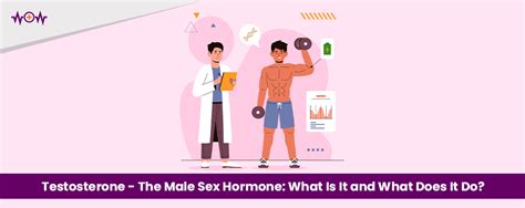 Testosterone The Male Sex Hormone What Is It And What Does It Do