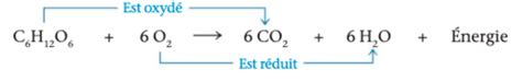 Chapitre 9 La Respiration Cellulaire Et Fermentation Flashcards Quizlet