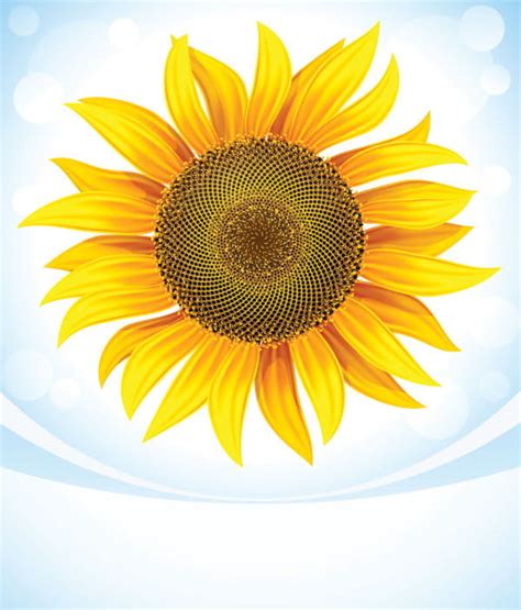 Top Imagen Girasol En Vector Abzlocal Mx