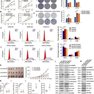 Overexpression Of Mir And Mir Inhibits Cell Growth And The Cell