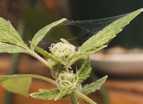 A Guide To Defending Your Weed Plants Against Spider Mites