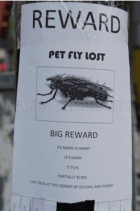 Funniest Lost & Found Pet Signs | Fun