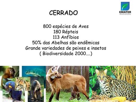 PPT - CERRADO PowerPoint Presentation, free download - ID:4816269