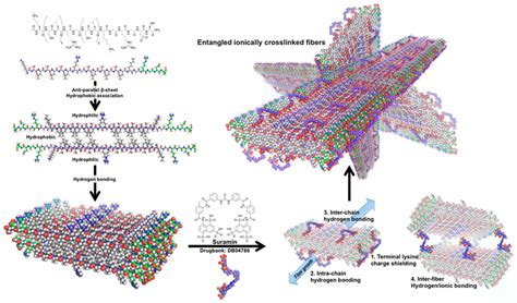 Schematic Of Molecular Self Assembly Designer Peptides With Rgds