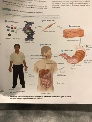 Levels Of Structural Organization And Body Systems Flashcards Quizlet