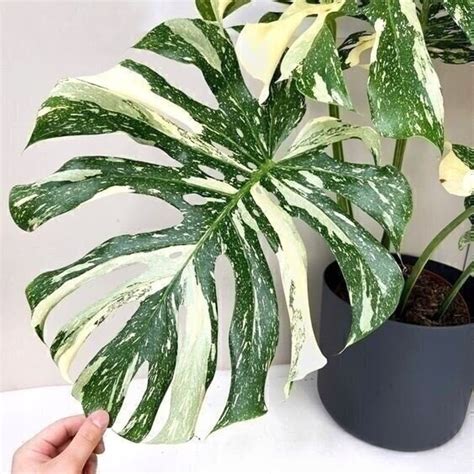 Monstera Deliciosa Albo Monstera White Tiger Variegated Etsy New