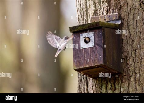Pied Flycatchers At Nest Box Hi Res Stock Photography And Images Alamy