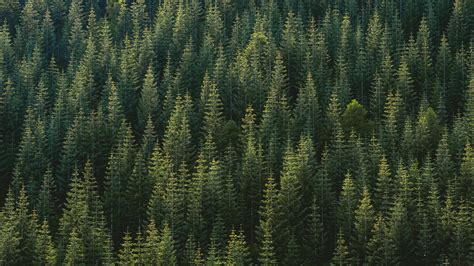 5k Forest Wallpapers Top Free 5k Forest Backgrounds Wallpaperaccess