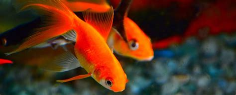 How Long Do Goldfish Live A Guide To Goldfish Lifespan Vivofish