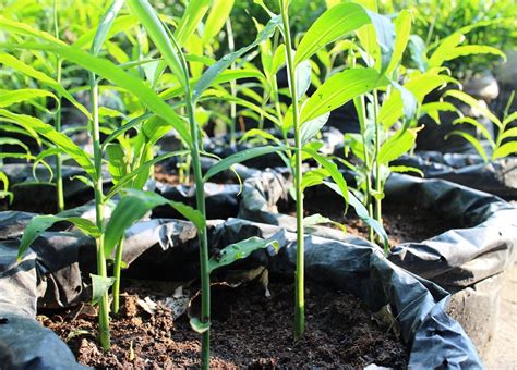 Cara Menanam Jagung Di Polybag Dengan Baik Dan Benar