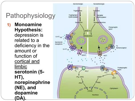 Pathophysiology Of Depression Ppt