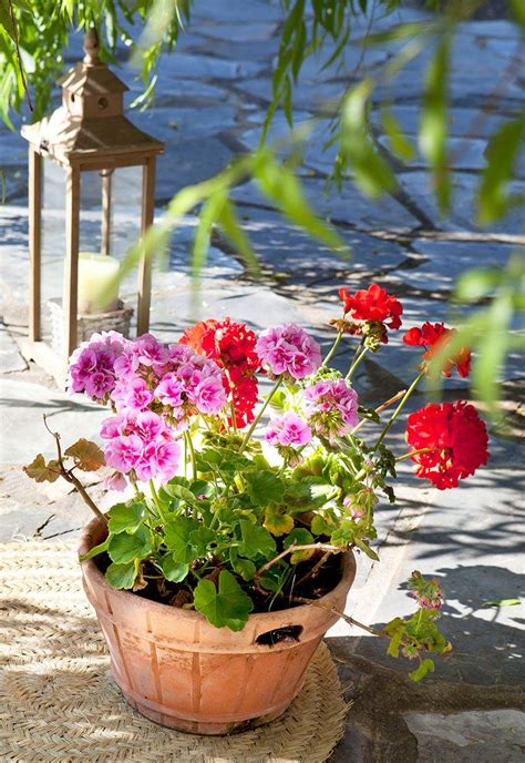 Plantas De Exterior Resistentes Al Sol Y Al Calor