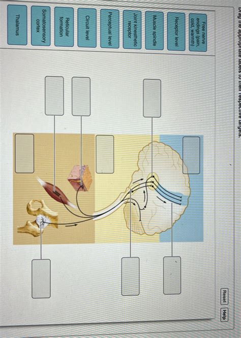 Solved Labeling Reset Help Free Nerve Endings Pain Cold Warmth