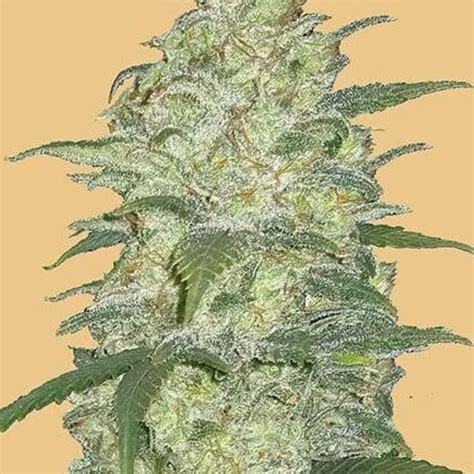 Original White Widow Auto Feminizovaná Ganjaseedscz Semena Konopí