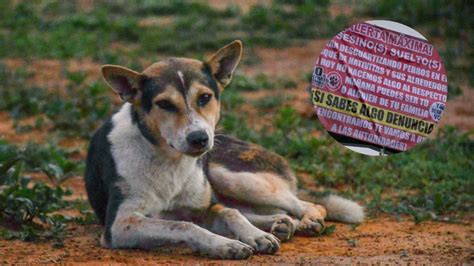 En Xochimilco Vecinos Denuncian Un Asesino Serial De Perritos En El