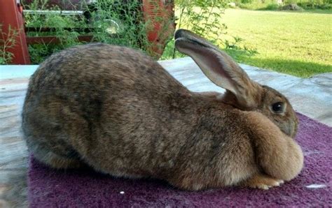 Mary Todd Flemish Giant Doe Flemish Giant New Zealand Rabbits