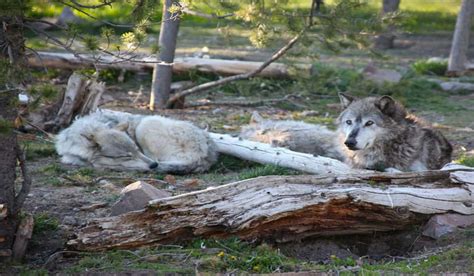 Wyoming Wolf Hunt Well Underway One Third Of Quota Harvested Outdoorhub