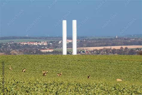 Ein Sprung Rehe Capreolus Capreolus Auf Einem Bestelltem Feld Im