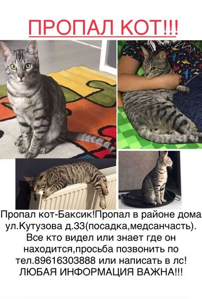 Пропал кот | Подслушано Выкса | ВКонтакте