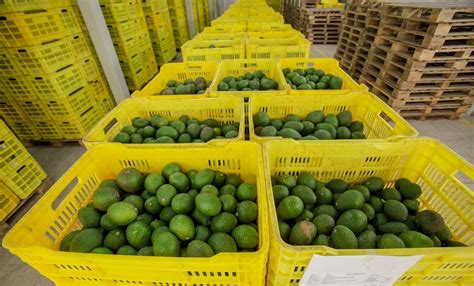 Próxima Semana Se Reanudaría Exportación De Aguacate Presidencia