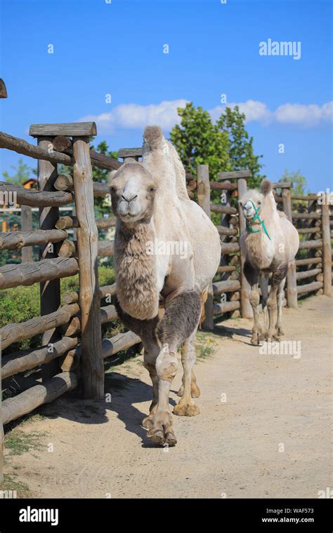 Two Bactrian Camels In The Zoo Stock Photo Alamy