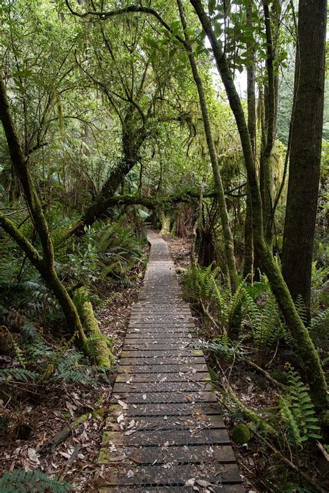 Rainforest Ferns Forest - Free photo on Pixabay - Pixabay