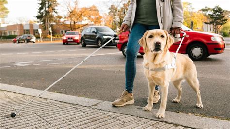 12 races de chien parfaites qui sont destinées à être des chiens d