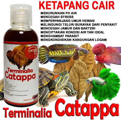 Jual Obat Alami Terminalia Catappa Ekstrak Daun Ketapang Cair X Kayu