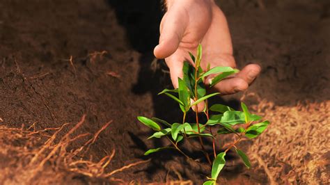 A Preservação Da Sustentabilidade Do Recurso Natural Exposto Pressupõe - A Preservação Da Sustentabilidade Do Recurso Natural Exposto Pressupõe ...