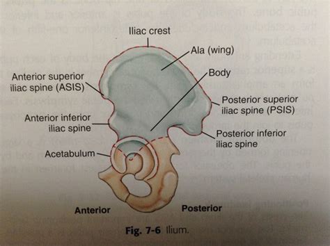 Pelvis Hip Thigh Lower Extremity Miller S Chapter Ii Flashcards Quizlet