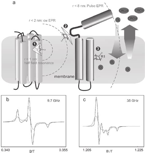 A Structural Information Contained In Epr Spectra Of Spin Labeled