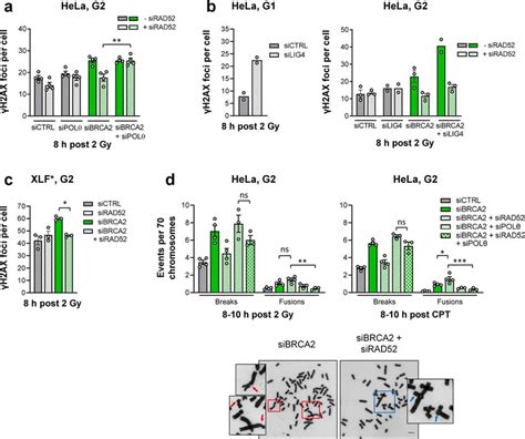 Rad Limits The Premature Usage Of Tmej In Brca Mutants To Prevent