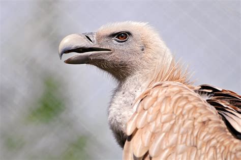 Gray And Brown Vulture Another Portrait Of The Vulture Whi Flickr