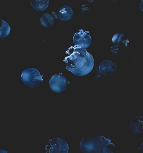 Jellyfish // Photography // on Behance