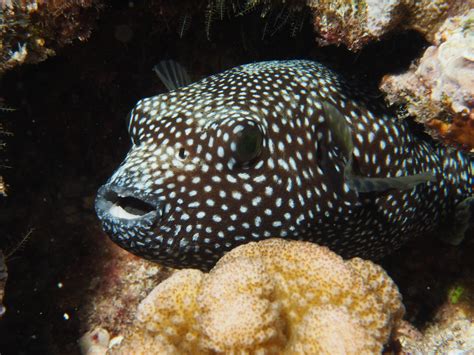 Tonga - Living Oceans Foundation