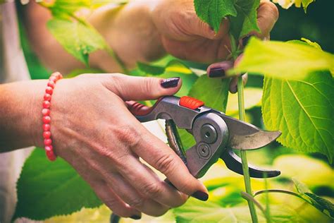 How To Grow Hydrangeas From Cuttings Expert Tips House Grail