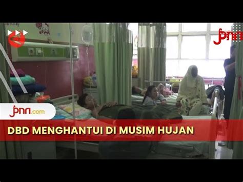 Waspada Demam Berdarah Menghantui Di Musim Penghujan YouTube