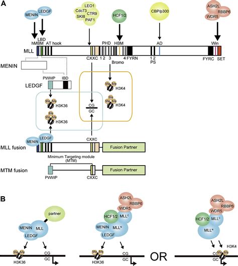 Transcriptional Activation By Mll Fusion Proteins In Leukemogenesis