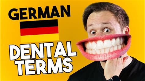 German Dentaldentist Terms Explained And Translated In 2020 Learn