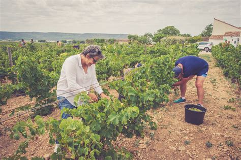 Languedoc et Roussillon les vendanges ont déjà débuté