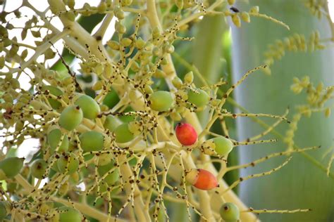 Bunches Of Normanbya Normanbyi Fruits Stock Photo At Vecteezy