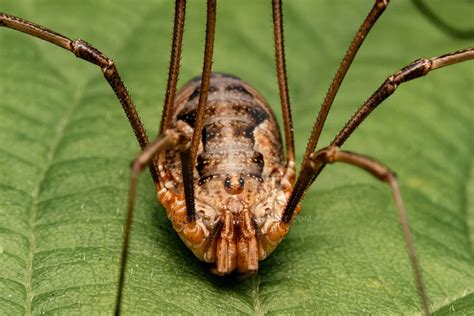 Opiliones By Photocaym On Deviantart