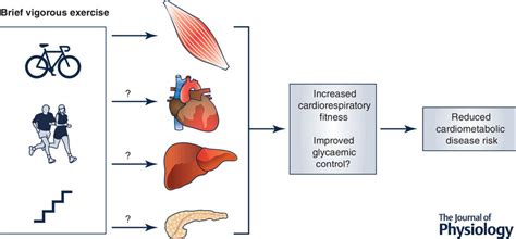 Physiological Basis Of Brief Vigorous Exercise To Improve Health