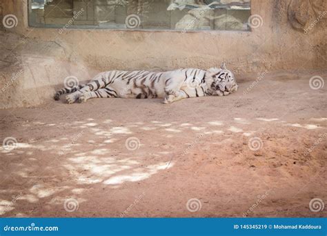 Rare Tiger Species