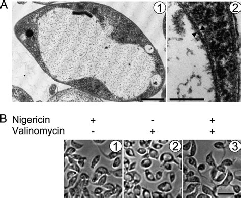 Treatment Of Ps T Brucei With The K Ionophore Valinomycin Results In