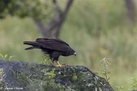 Aves De Baja California Aguililla Aura Buteo Albonotatus