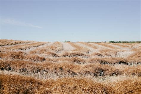 A field of dry grass photo – Free Canada nature Image on Unsplash