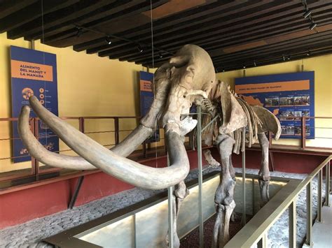 La Jornada Regresa A Exhibici N Mamut Hallado En Ejidos De San